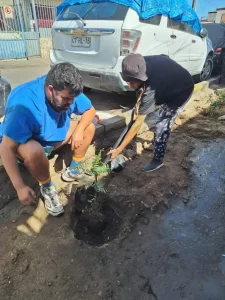 Registro de como la comunidad participa en la plantación y cuidado de áreas verdes en la Población Caupolicán.